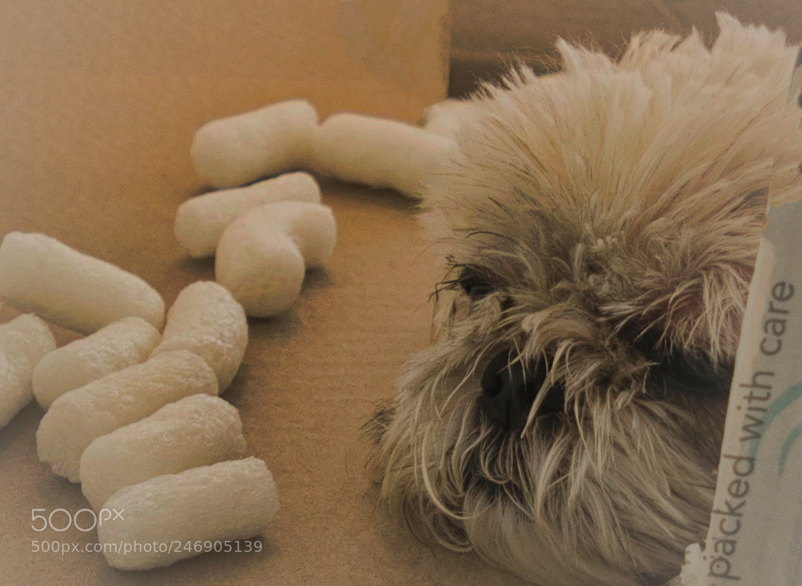 Olympus OM-D E-M1 Mark II sample photo. Shih tzu napping in photography