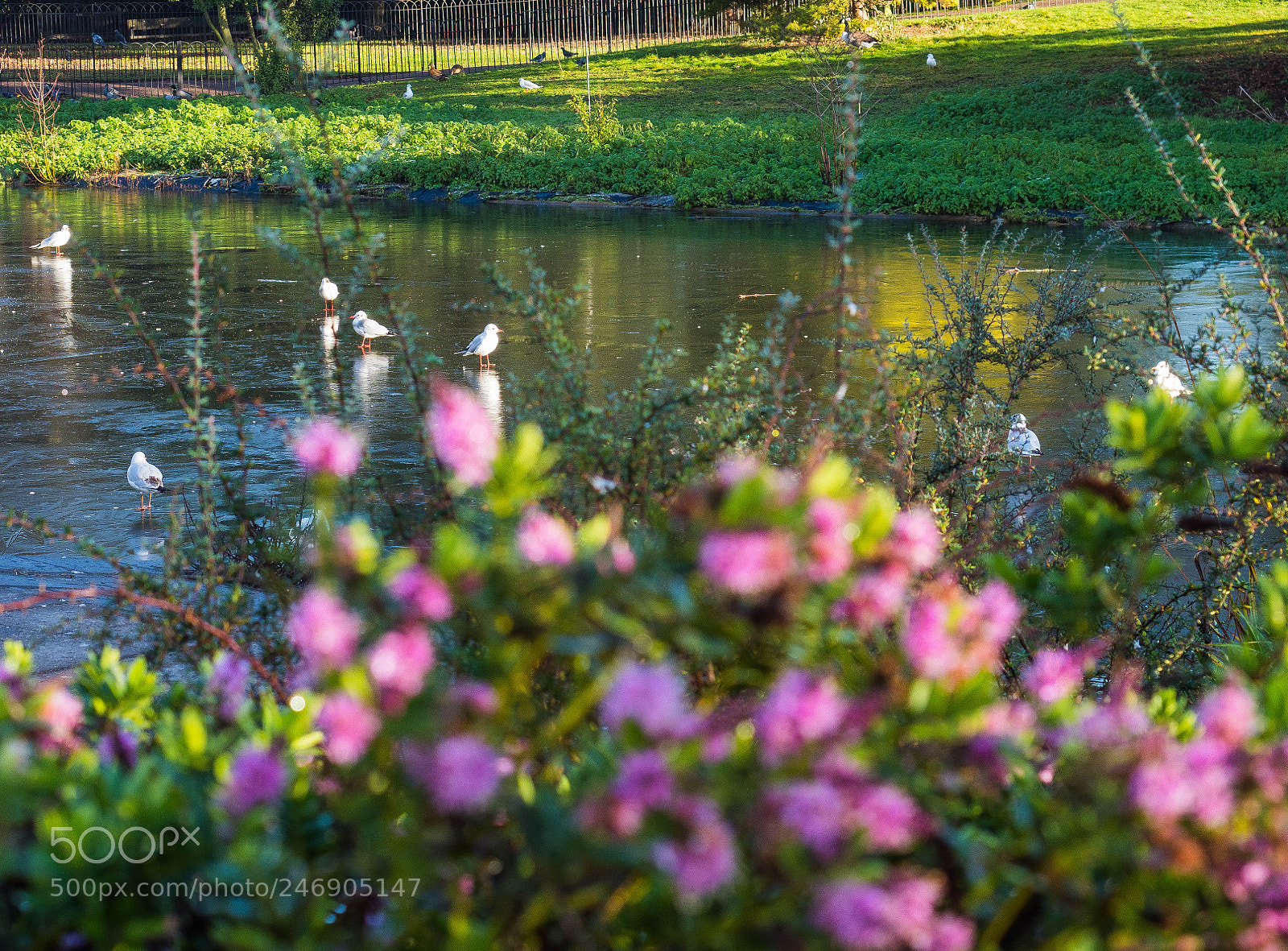 Olympus OM-D E-M1 Mark II sample photo. Park pond, floweres and photography