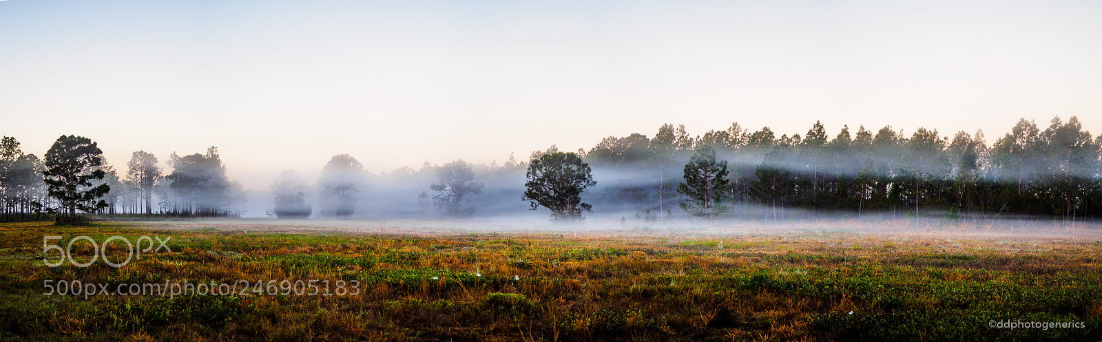 Olympus OM-D E-M1 sample photo. Oak forest pano photography