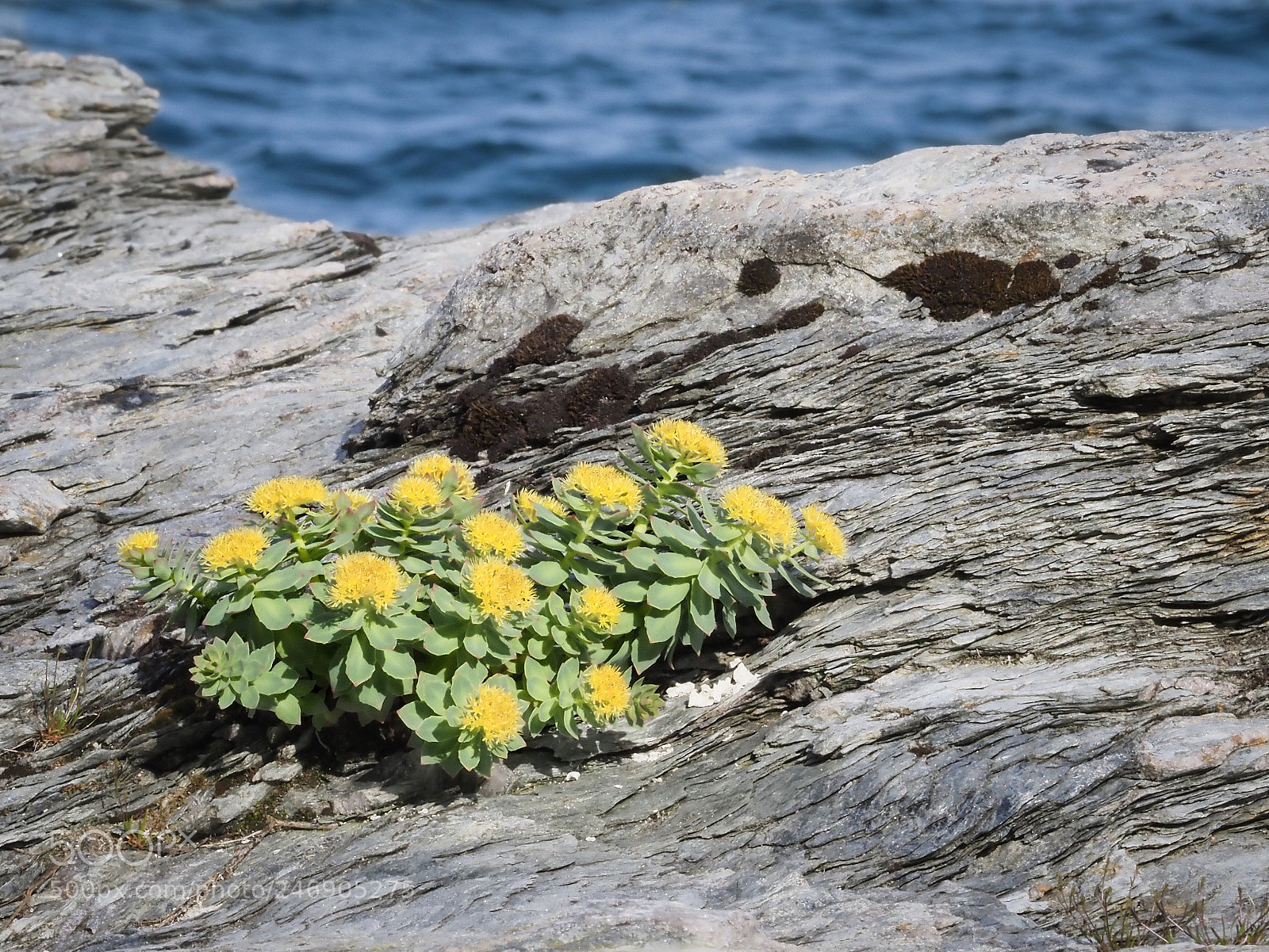 Olympus OM-D E-M1 Mark II sample photo. Rock flowers photography