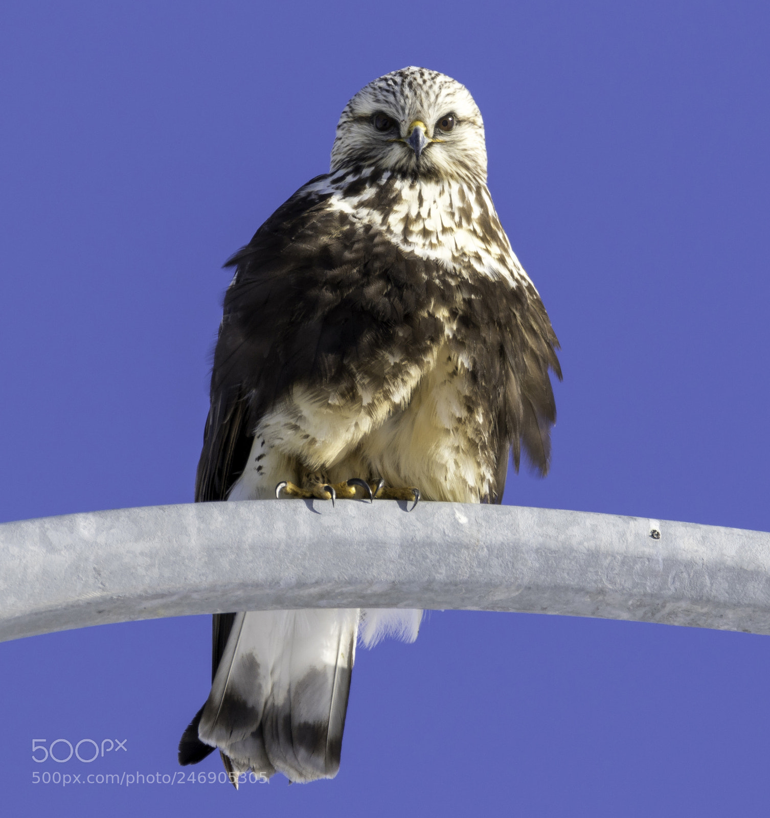 Canon EOS 7D Mark II sample photo. Talons photography