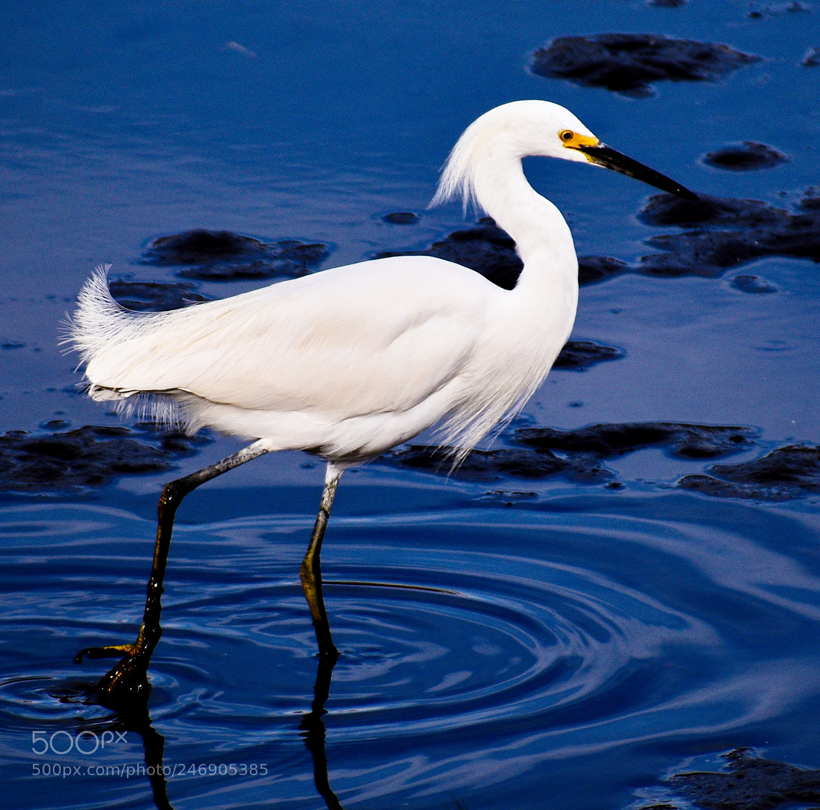 Nikon D7200 sample photo. White egret walking in photography