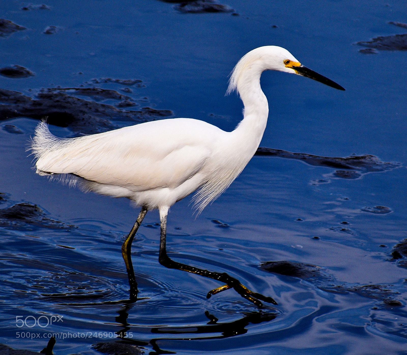 Nikon D7200 sample photo. White egret walking in photography