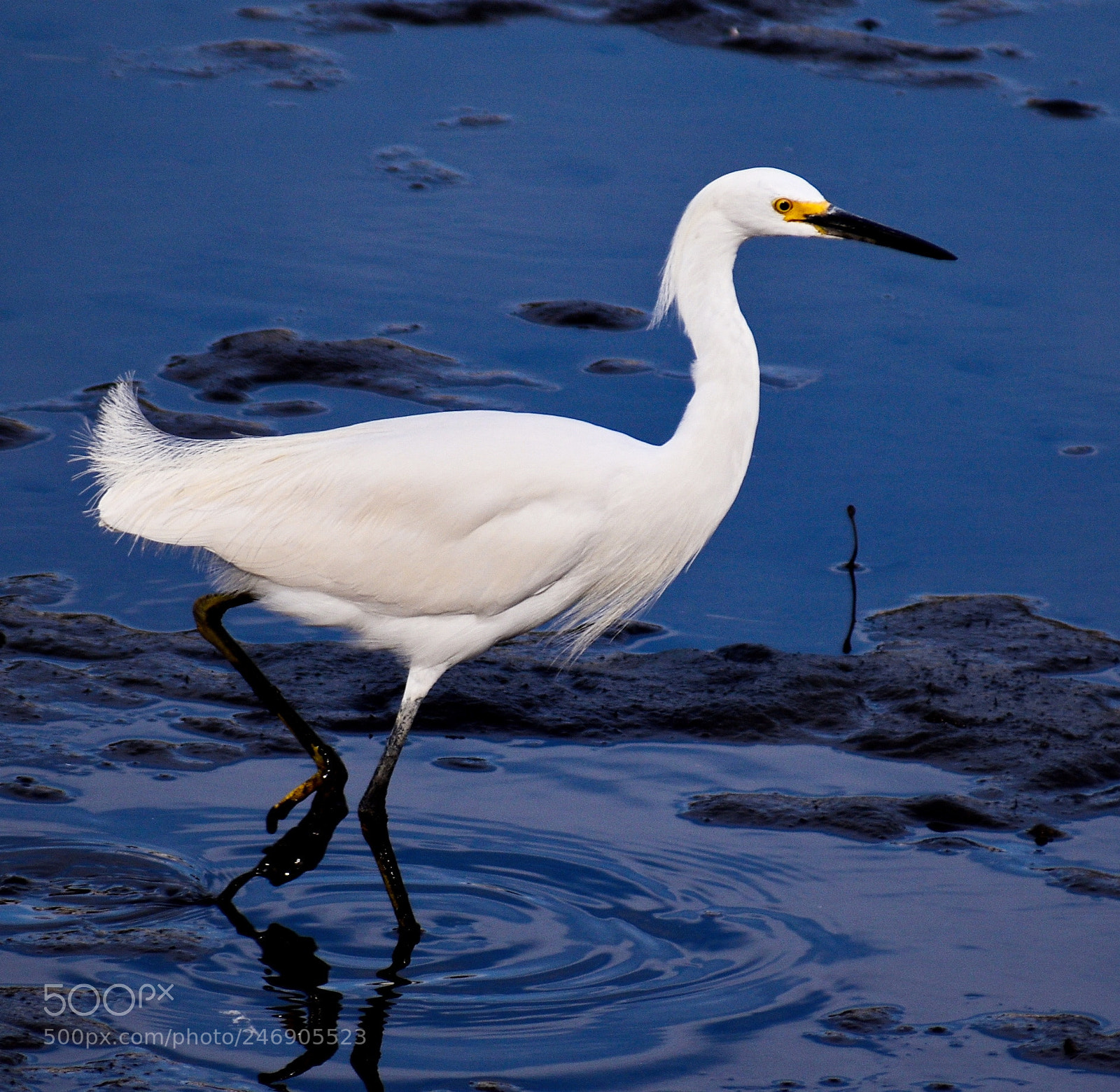 Nikon D7200 sample photo. White egret walking in photography