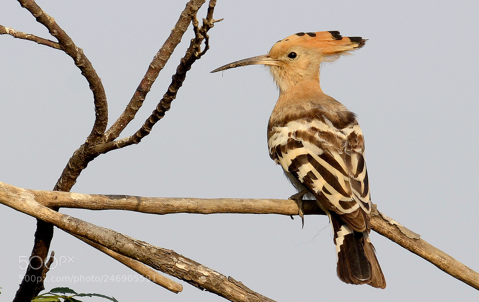 Nikon D5100 sample photo. Bird photography