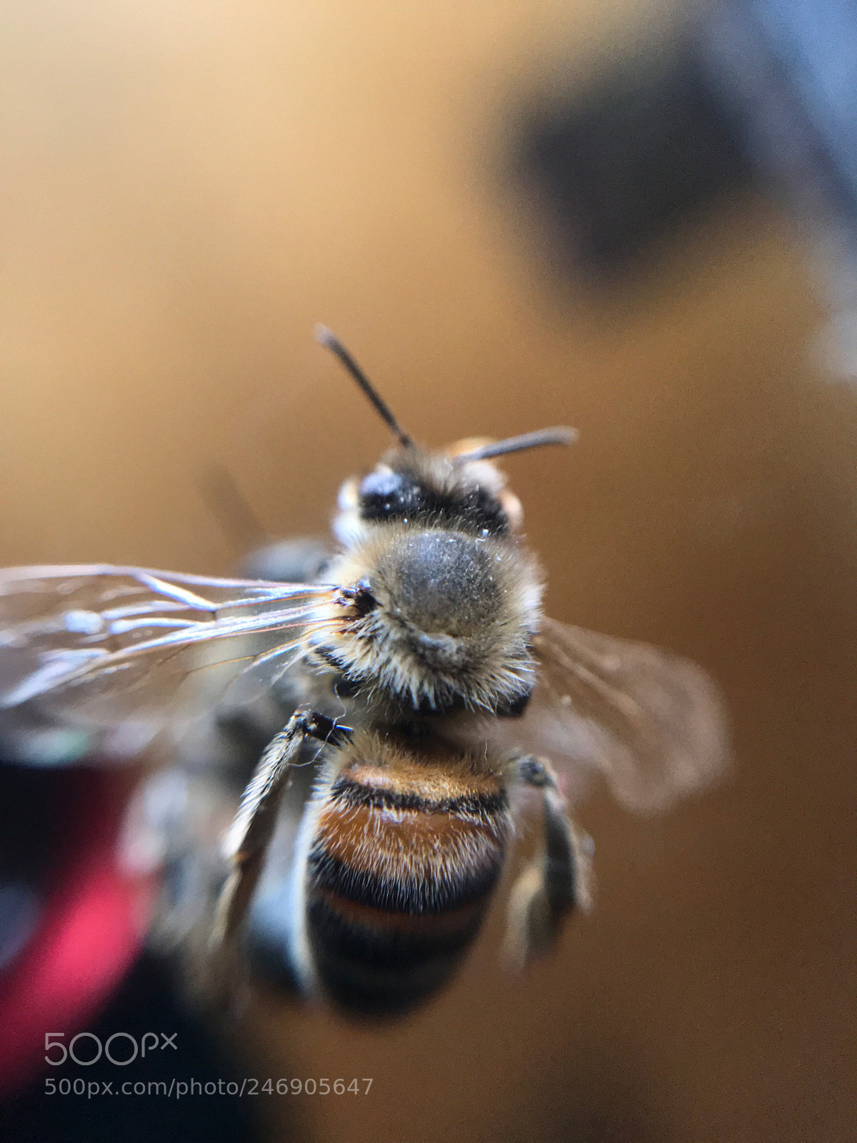 Apple iPhone 7 sample photo. Macro .... bee ? photography