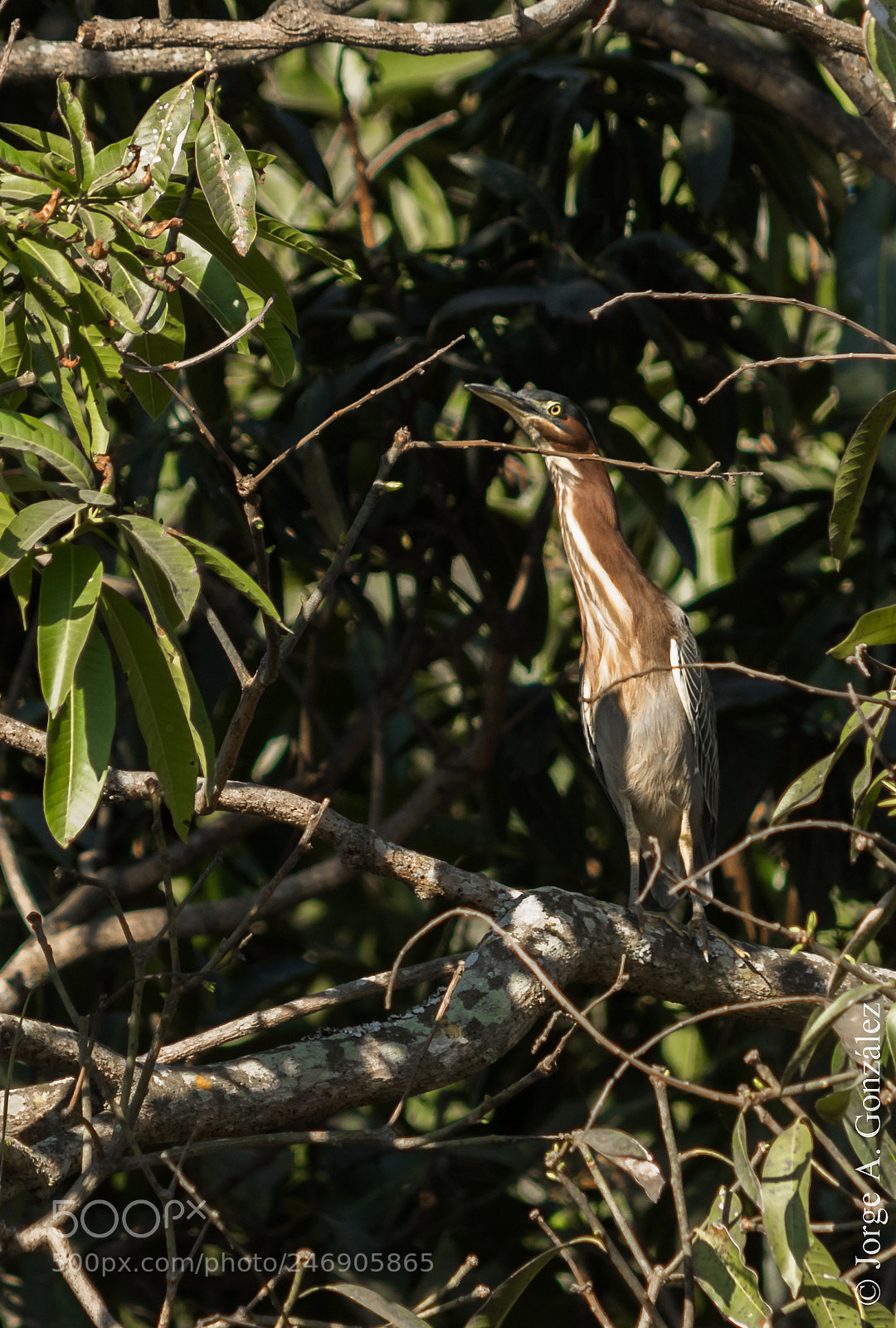 Canon EOS 7D Mark II sample photo. Green heron photography