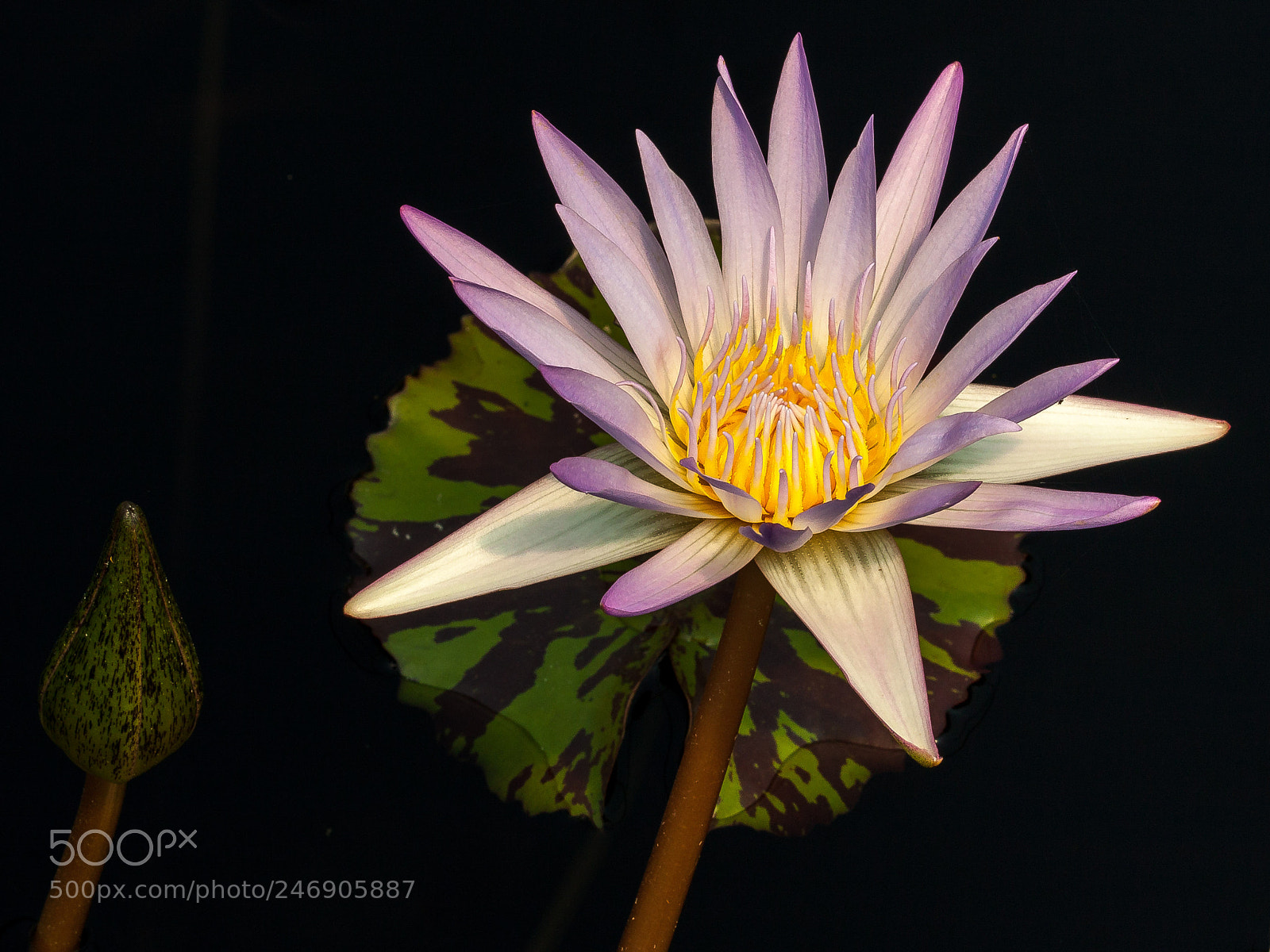 Canon EOS 50D sample photo. Water lily photography