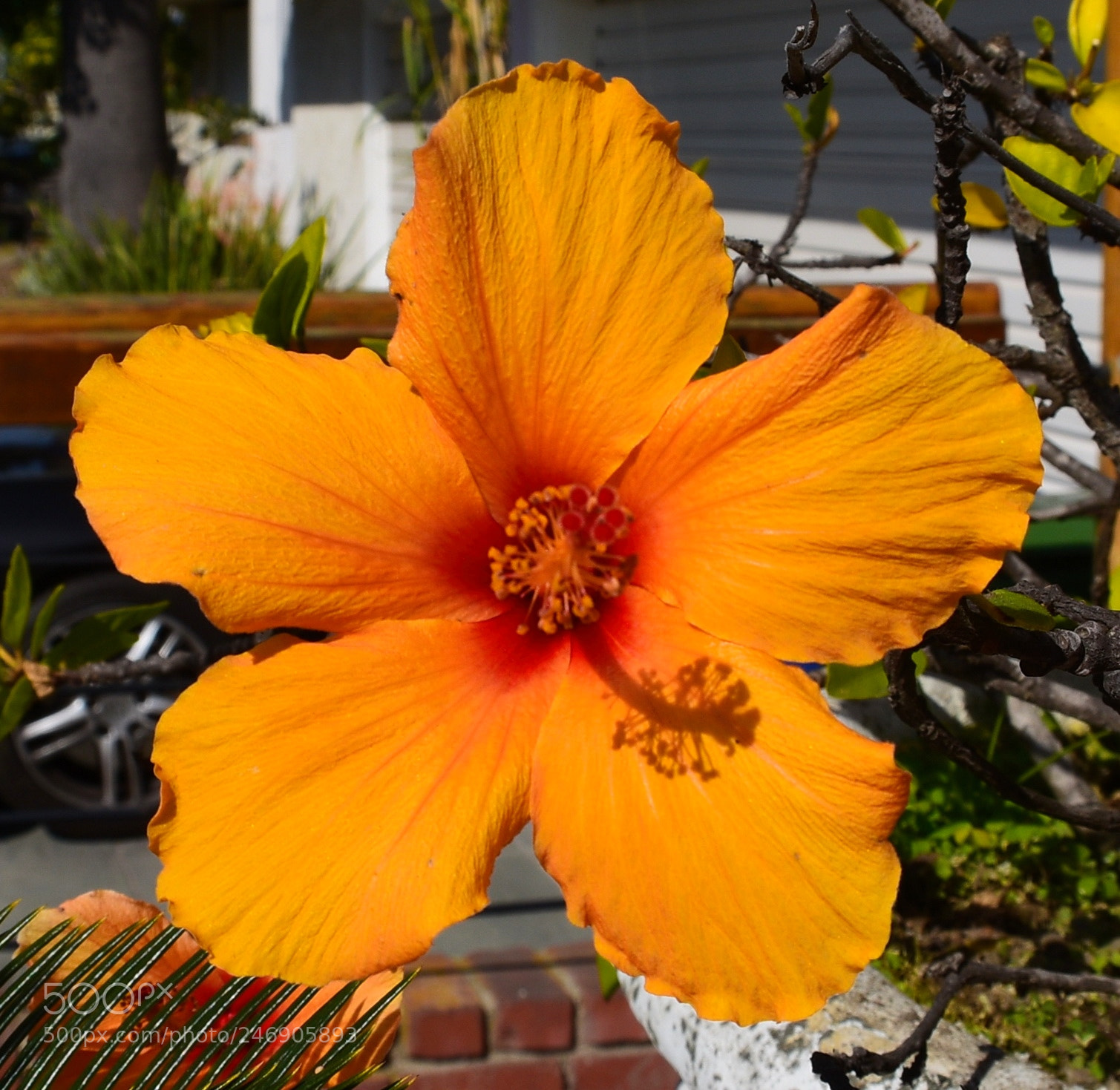 Nikon D7200 sample photo. A gold hibiscus photography