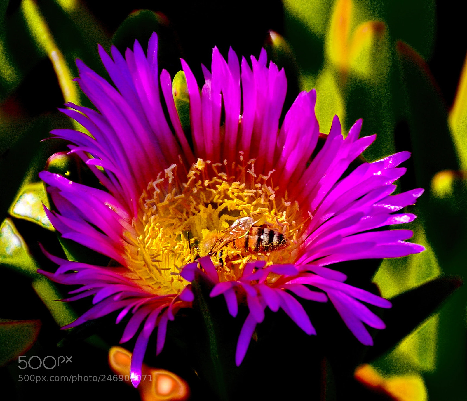 Nikon D7200 sample photo. Bee enjoying a purple photography