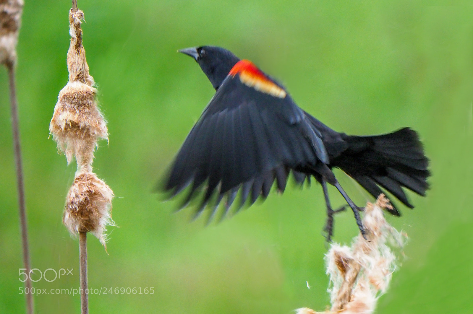 Olympus OM-D E-M1 Mark II sample photo. Red-winged blackbird photography