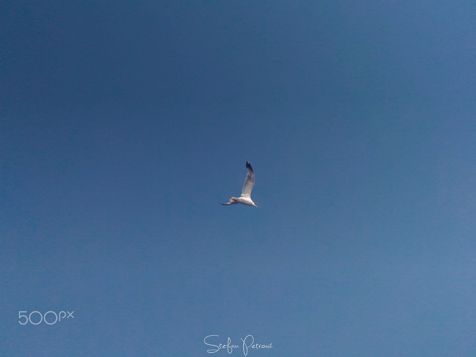 ASUS ZenFone 2 Laser (ZE500KL) sample photo. Seagull photography