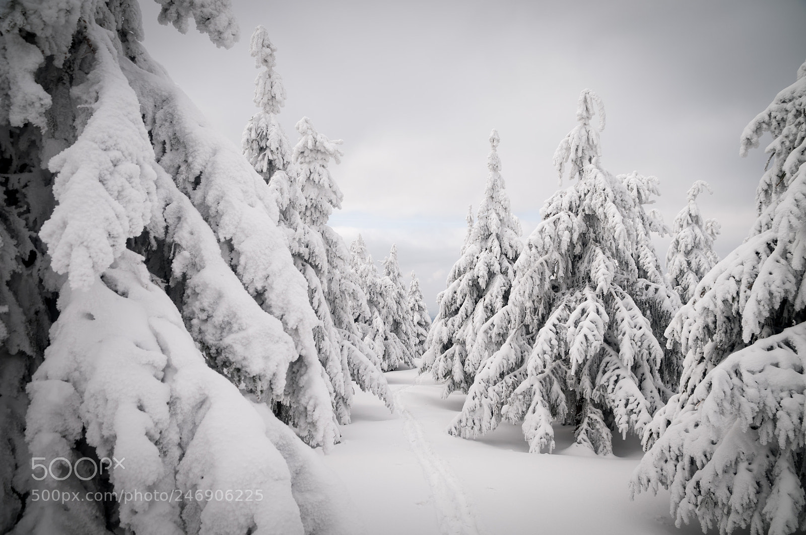 Nikon D300 sample photo. Snowy trees photography