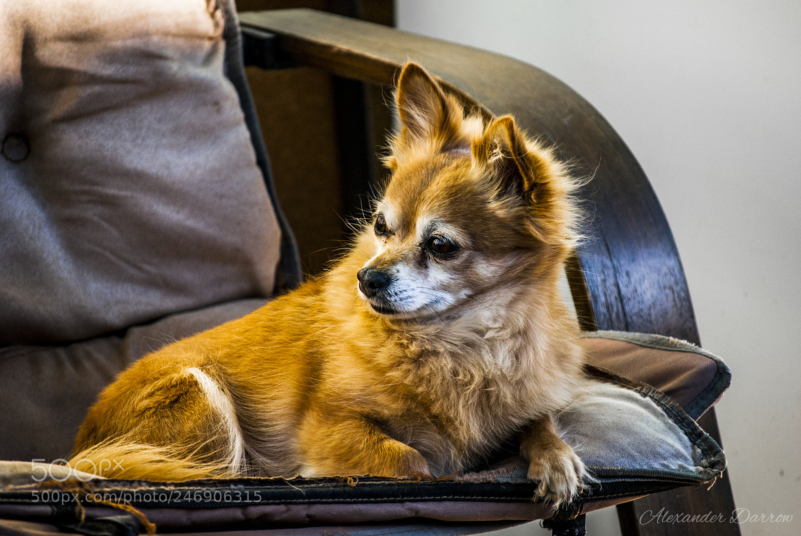 Nikon D60 sample photo. Bandit posing photography