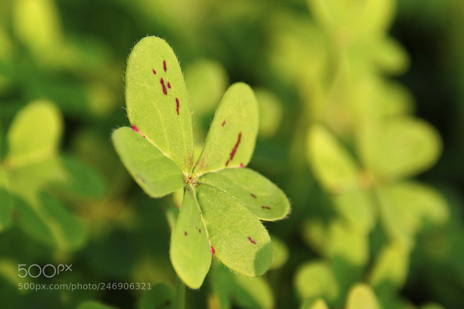 Canon EOS 550D (EOS Rebel T2i / EOS Kiss X4) sample photo. Four leaf clover photography