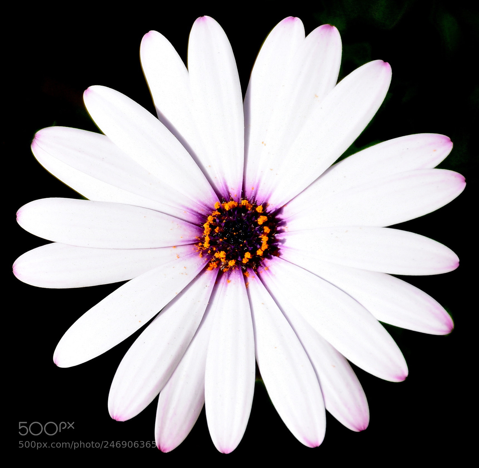 Nikon D7200 sample photo. A beautiful white and photography