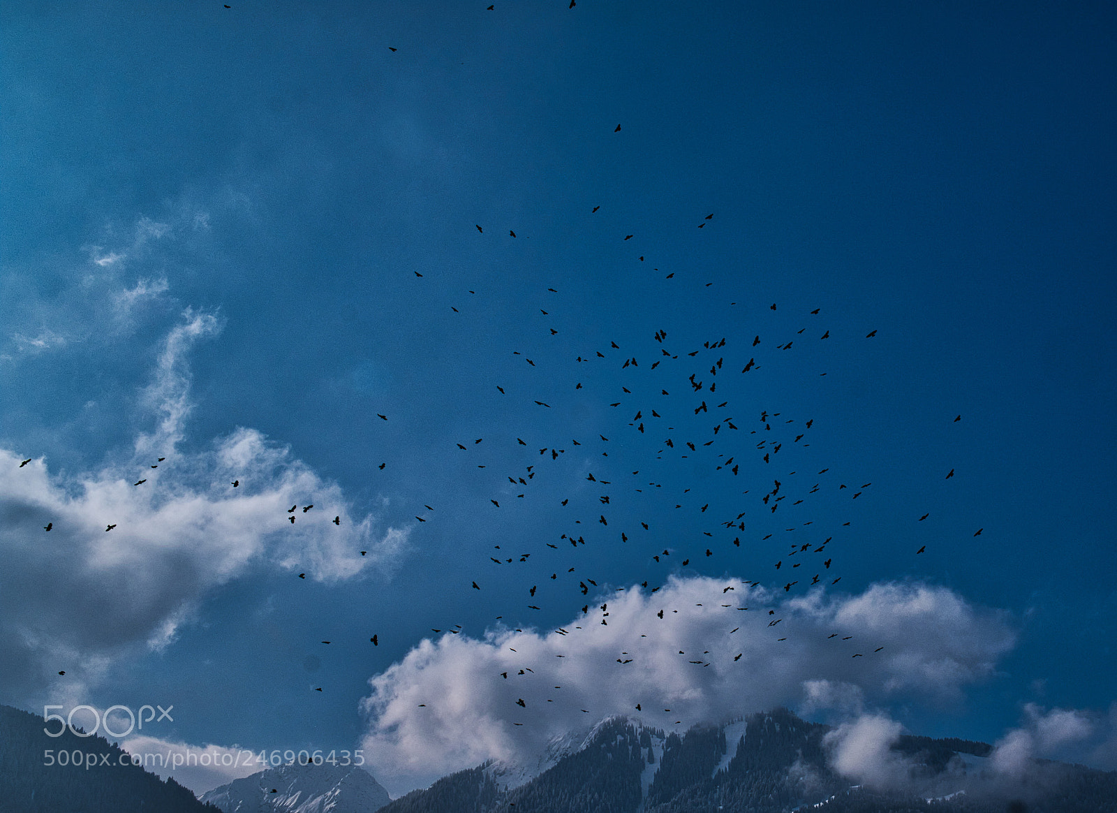 Fujifilm X-Pro2 sample photo. A lot of birds photography