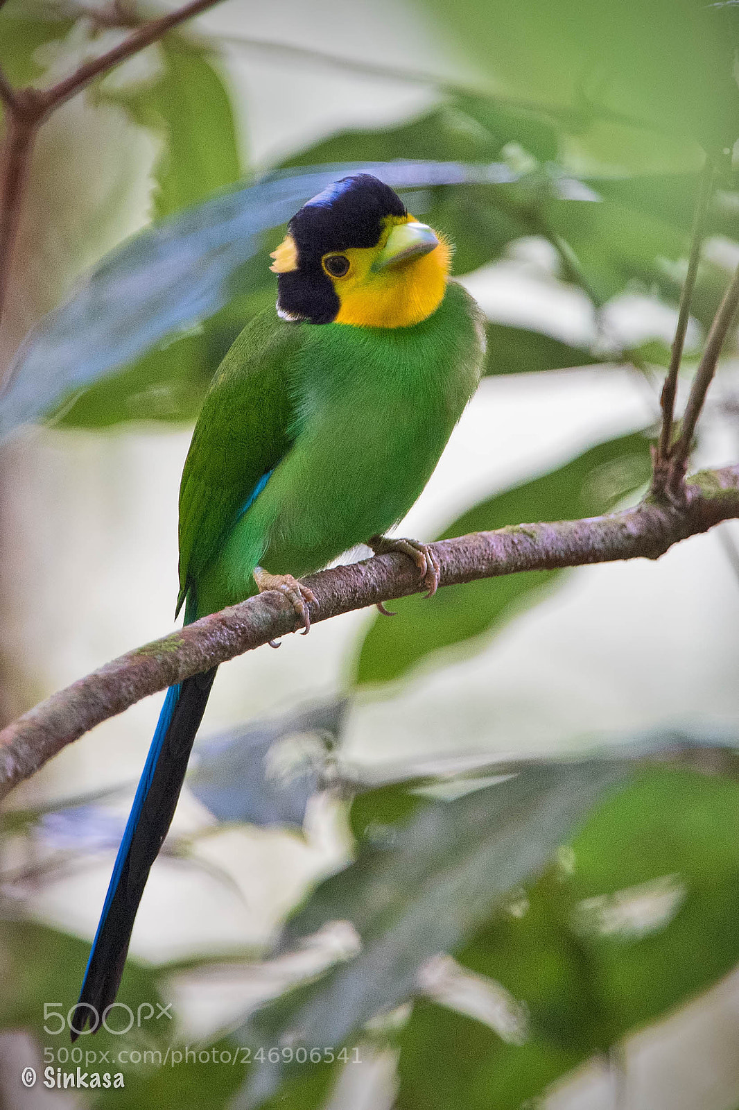 Nikon D5 sample photo. Long tailed broadbill photography