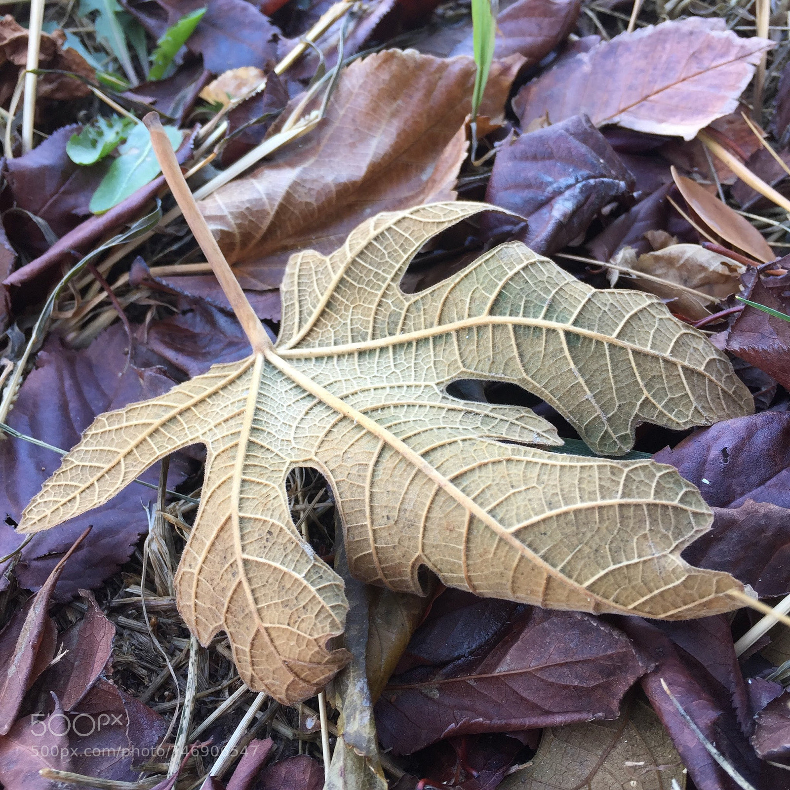 Apple iPhone 6 sample photo. Fallen photography