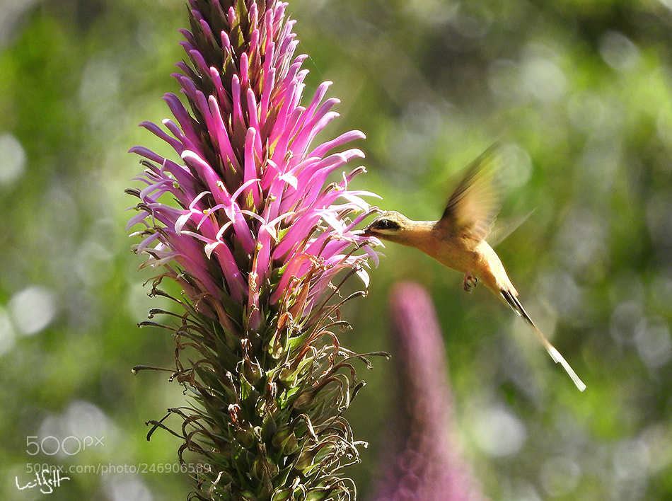 Nikon Coolpix P610 sample photo. Beija flor photography