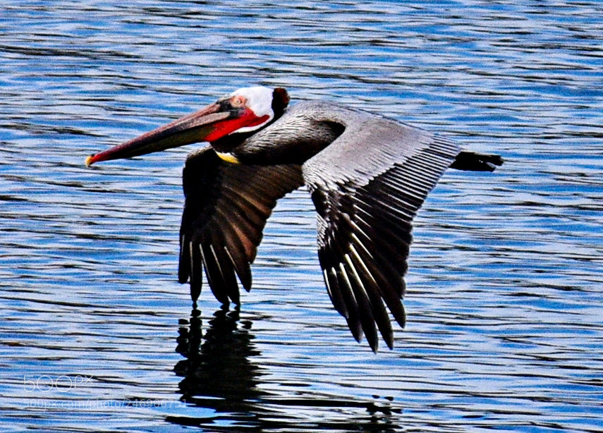 Nikon D7200 sample photo. Pelican flying across the photography
