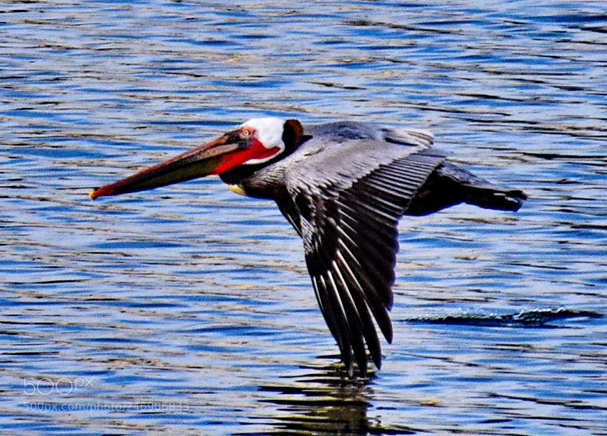 Nikon D7200 sample photo. Pelican flying across the photography