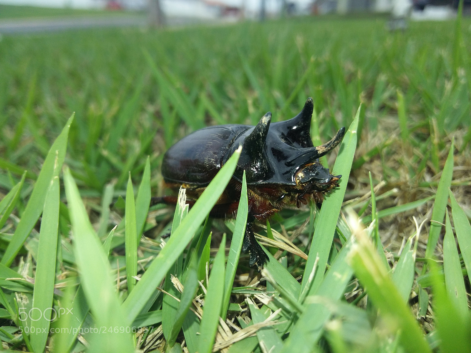 Samsung Galaxy A5 sample photo. Inseto.jpg photography