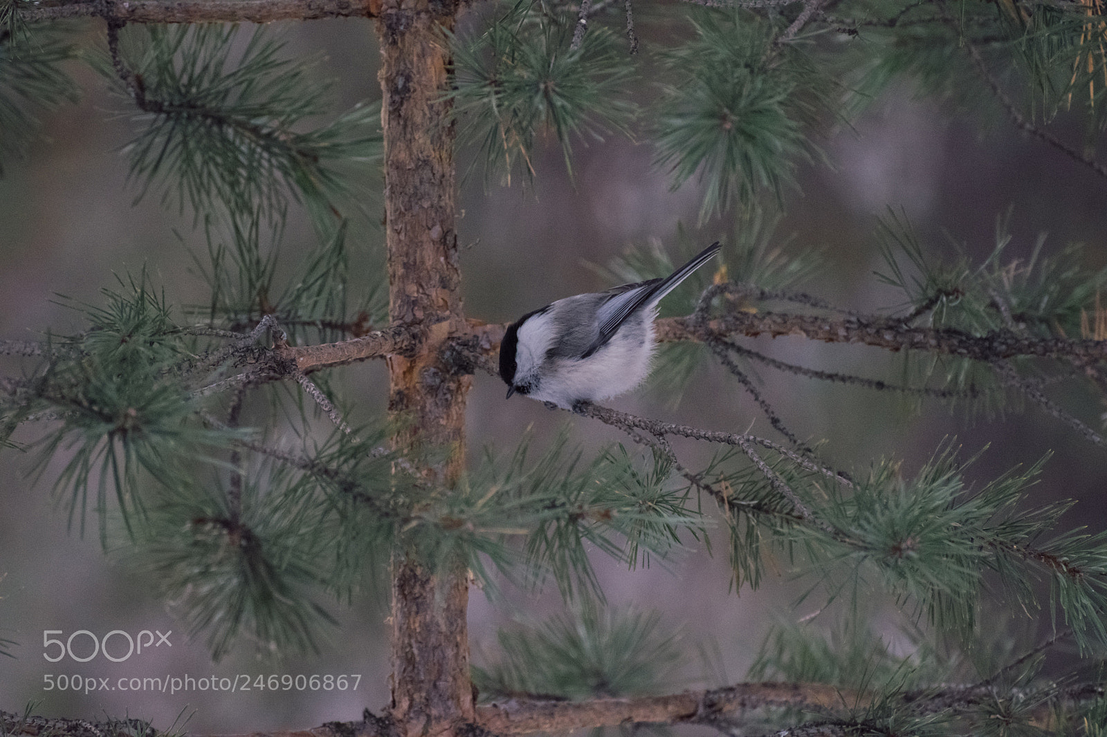 Nikon D5500 sample photo. Willow tit photography