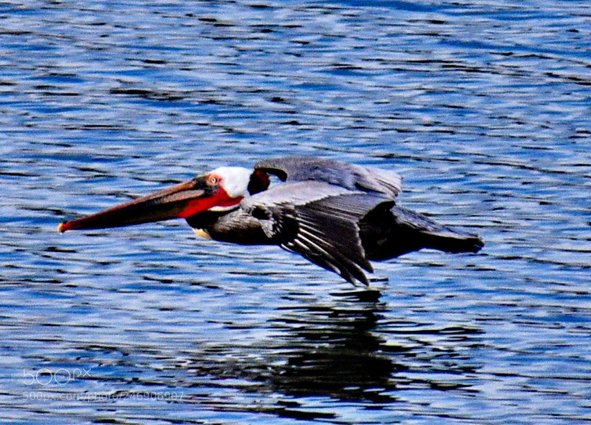 Nikon D7200 sample photo. Pelican flying across the photography