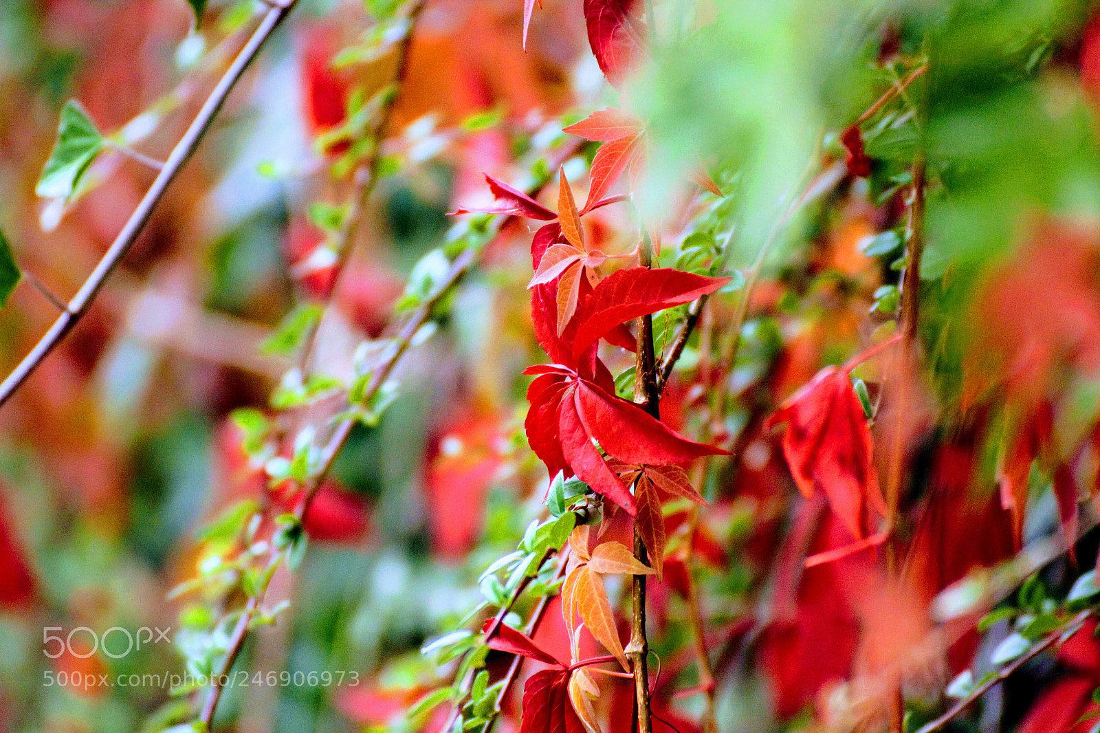 Canon EOS 600D (Rebel EOS T3i / EOS Kiss X5) sample photo. Green and red photography
