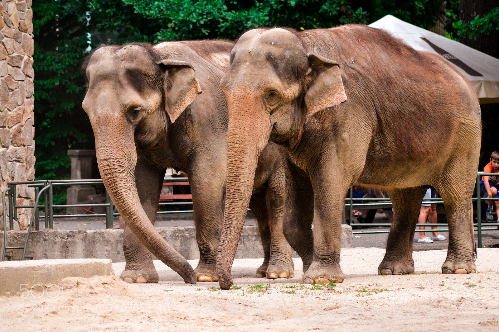 Nikon D3100 sample photo. Elephant friends photography
