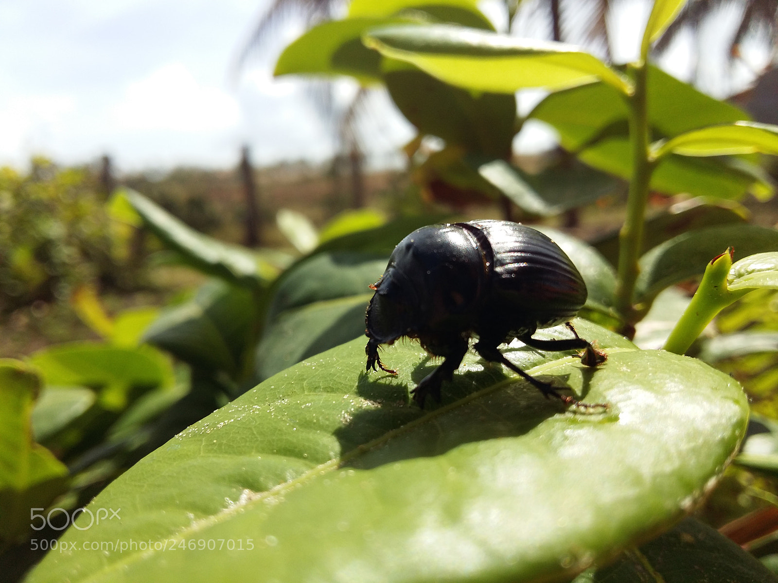 Samsung Galaxy A5 sample photo. Inseto.jpg photography