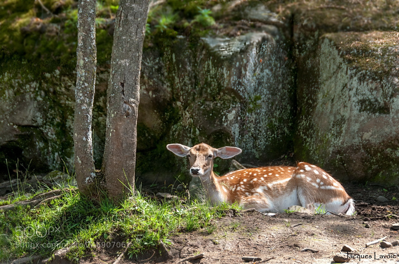 Nikon D300 sample photo. Maman s'endort sleeping beauty photography