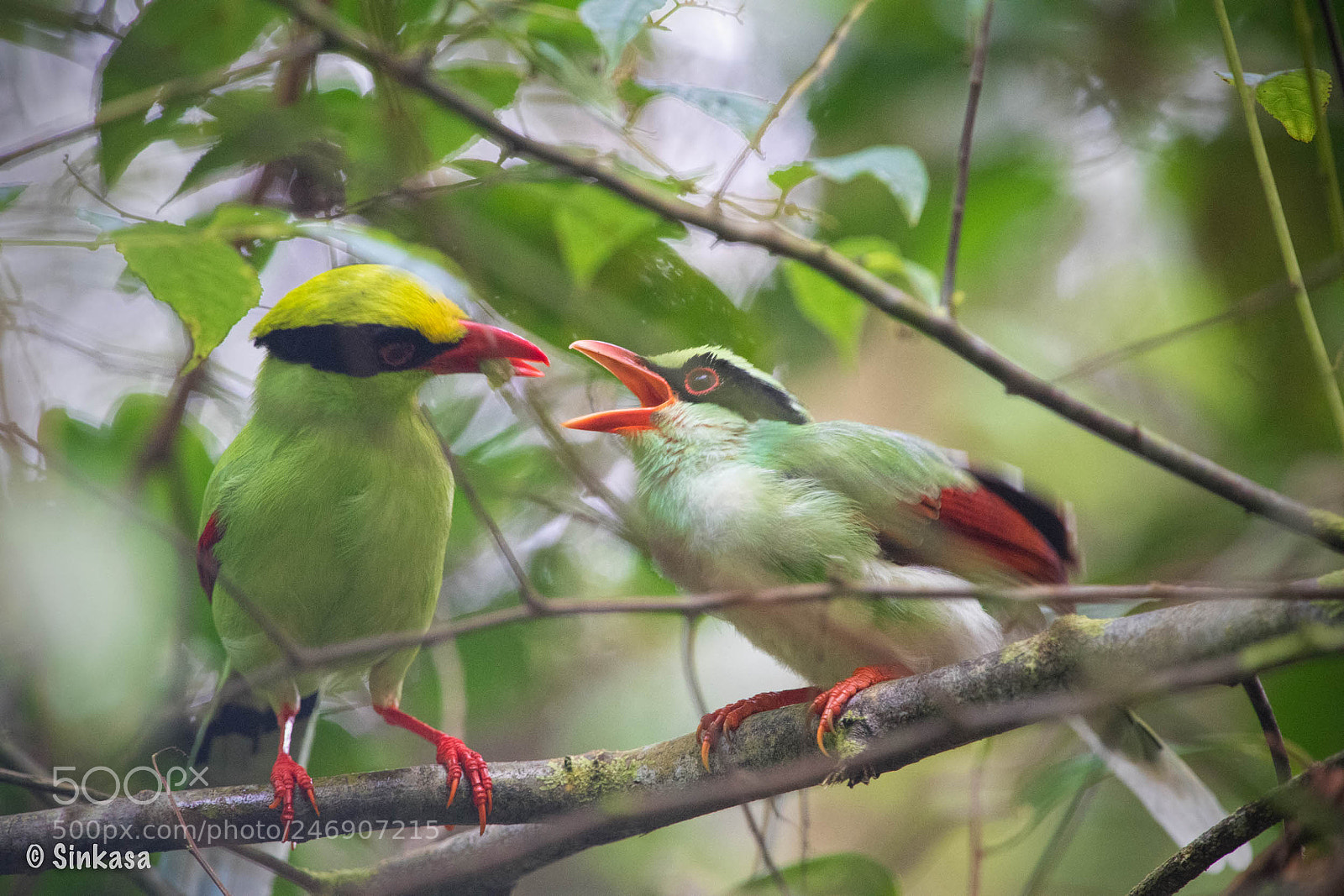 Nikon D5 sample photo. Common green magpie feeding photography