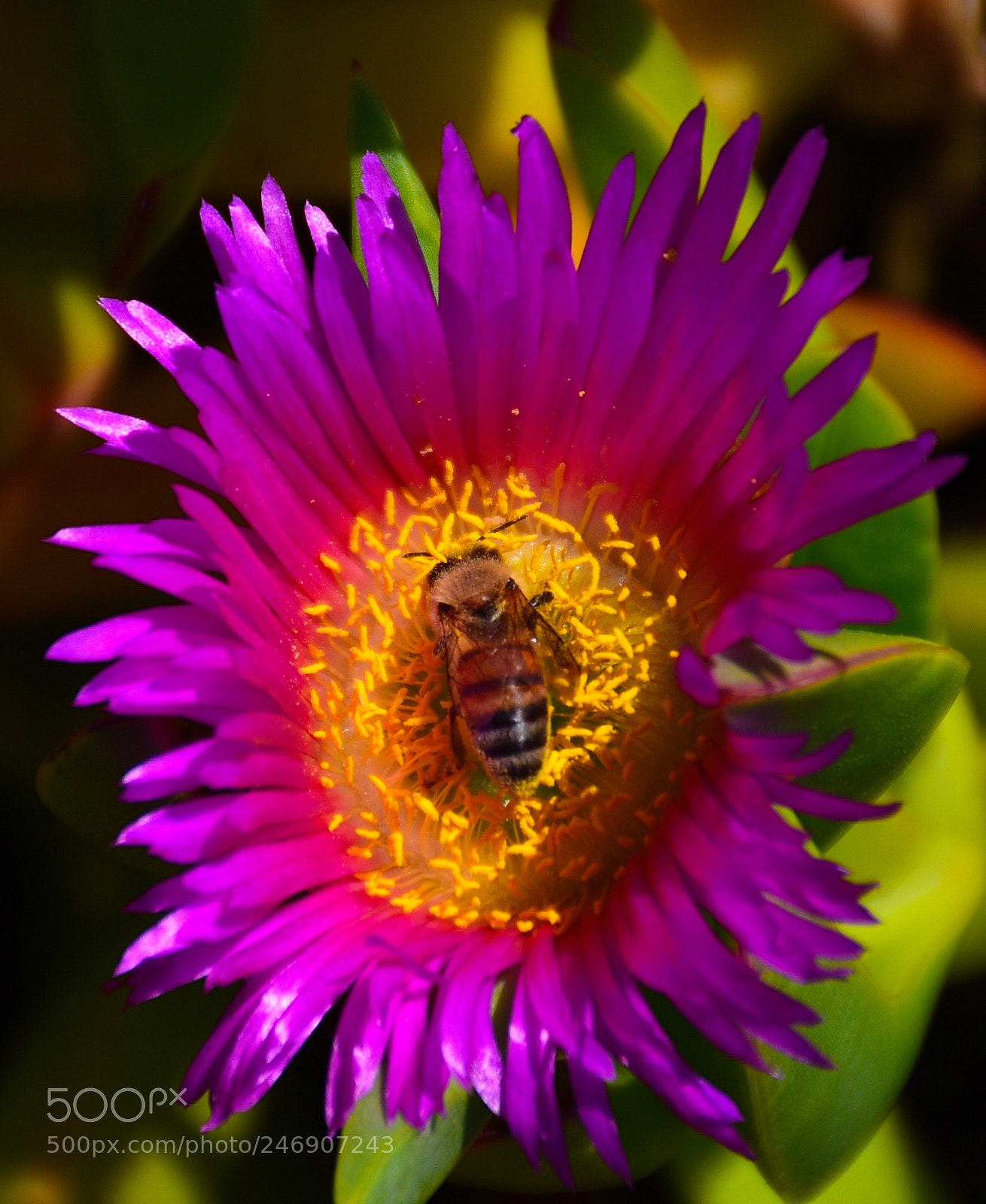 Nikon D7200 sample photo. Bee enjoying a purple photography