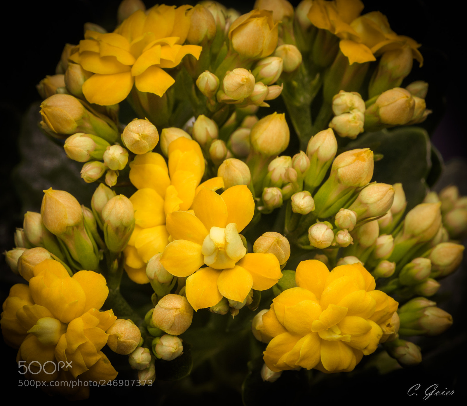 Canon EOS 77D (EOS 9000D / EOS 770D) sample photo. Birthday flowers photography