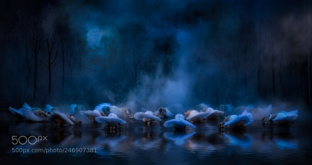 Sony a7R sample photo. Swans on the lake photography