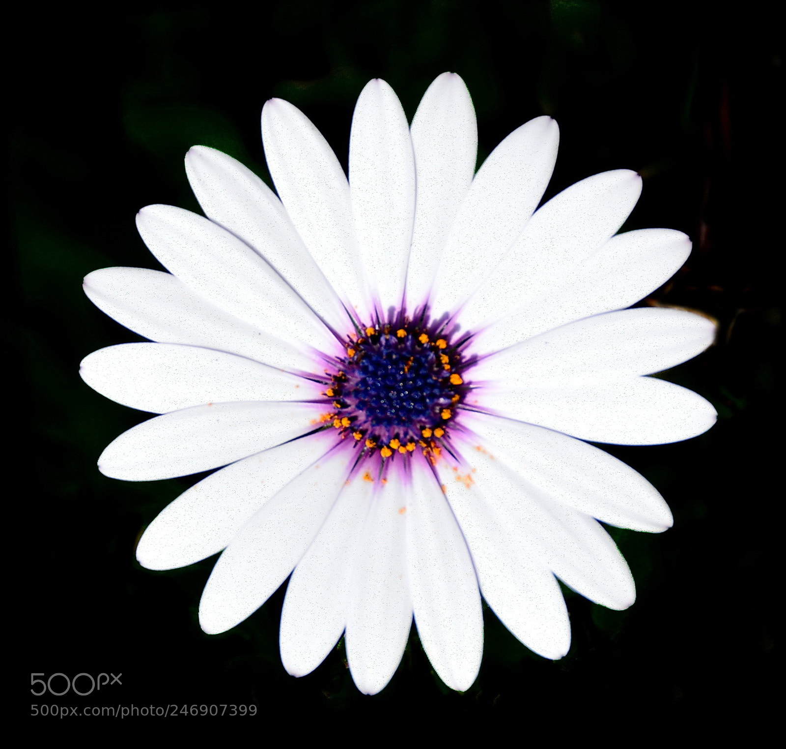 Nikon D7200 sample photo. A beautiful white and photography