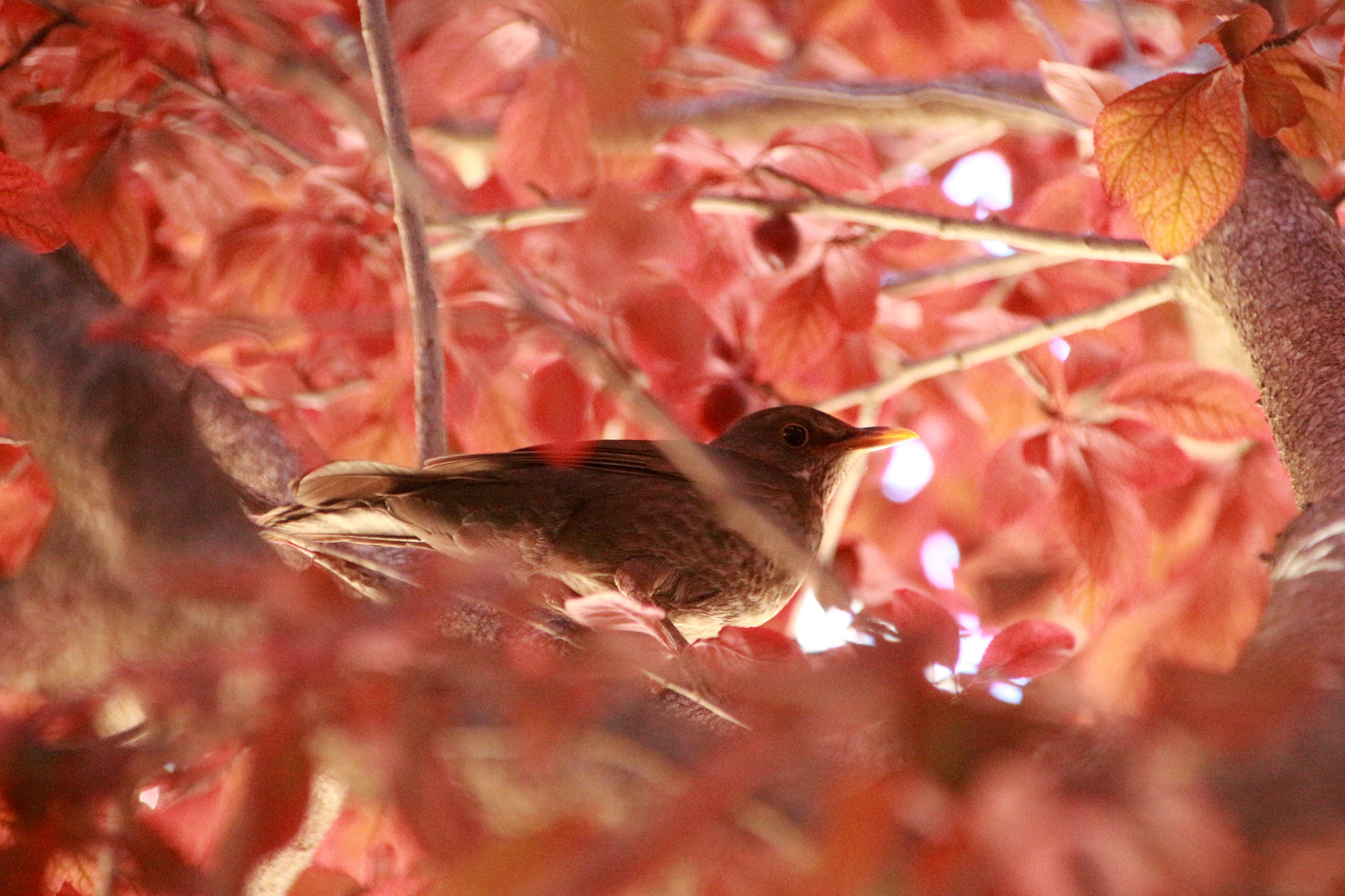 Canon EOS 700D (EOS Rebel T5i / EOS Kiss X7i) + Canon TS-E 90mm F2.8 Tilt-Shift sample photo. Blacbird in the forrest photography