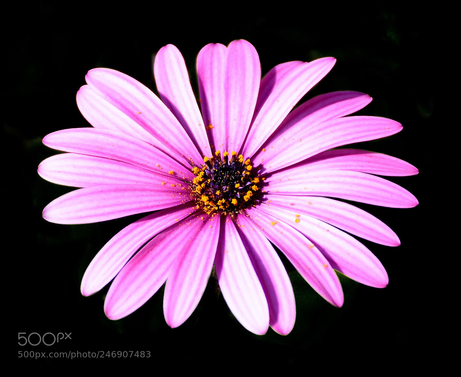 Nikon D7200 sample photo. Purple daisy photography