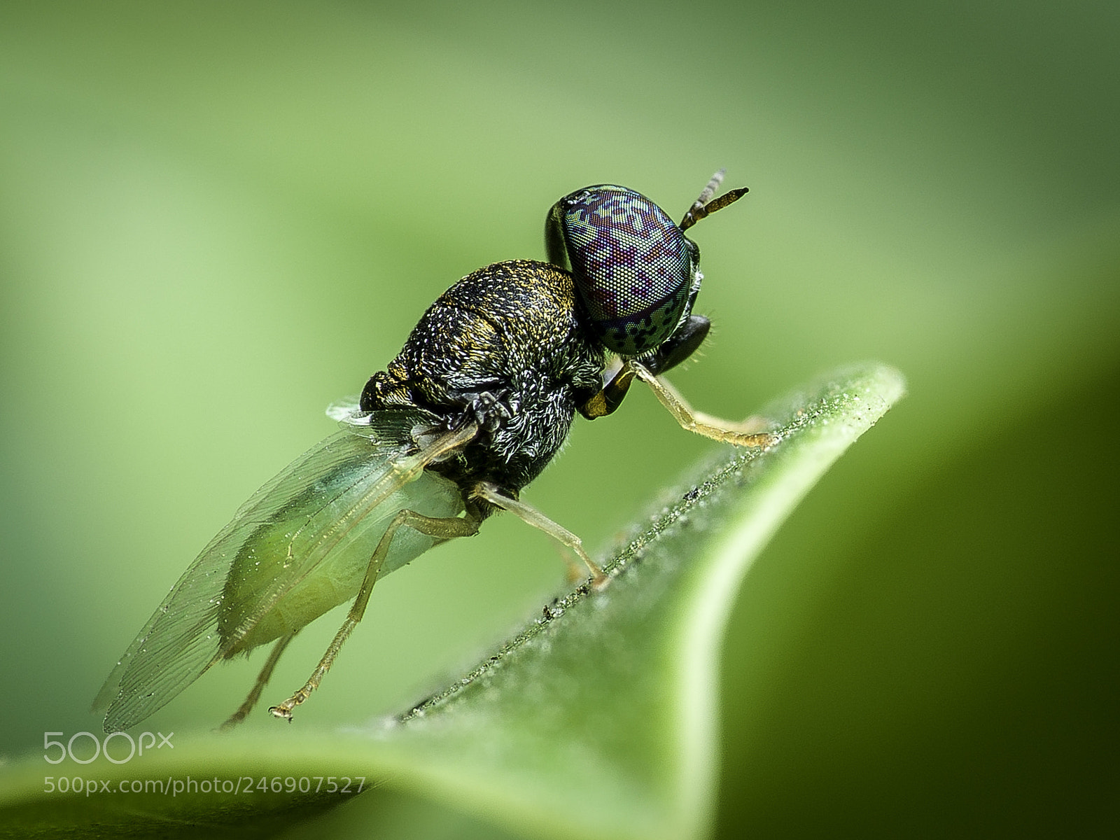 Hasselblad X1D-50c sample photo. Insect photography