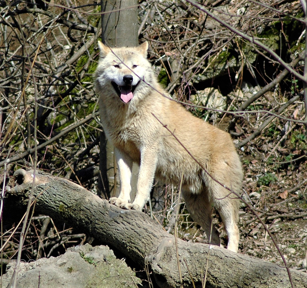 Nikon AF Nikkor 70-300mm F4-5.6G sample photo. Wolf photography