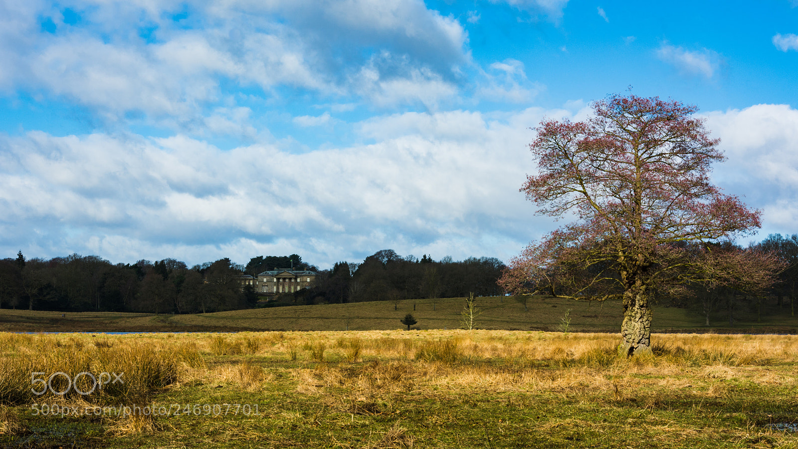 Nikon D7100 sample photo. Tatton park photography