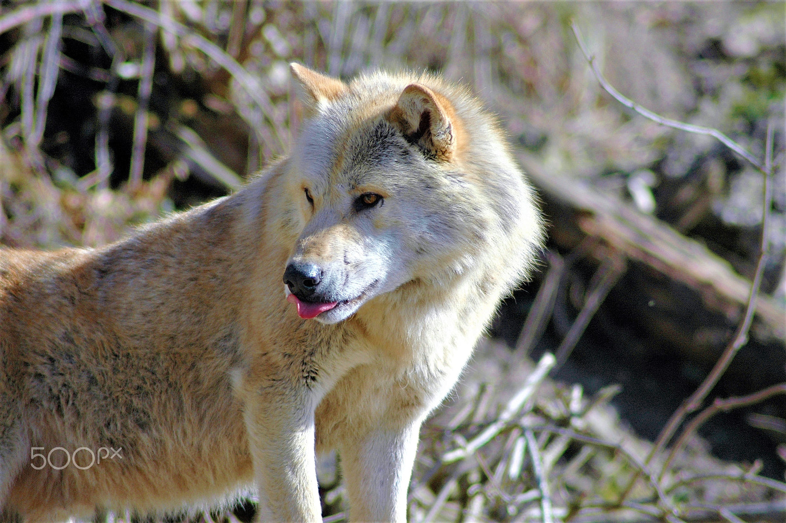 Nikon D70 + Nikon AF Nikkor 70-300mm F4-5.6G sample photo. Wolf photography