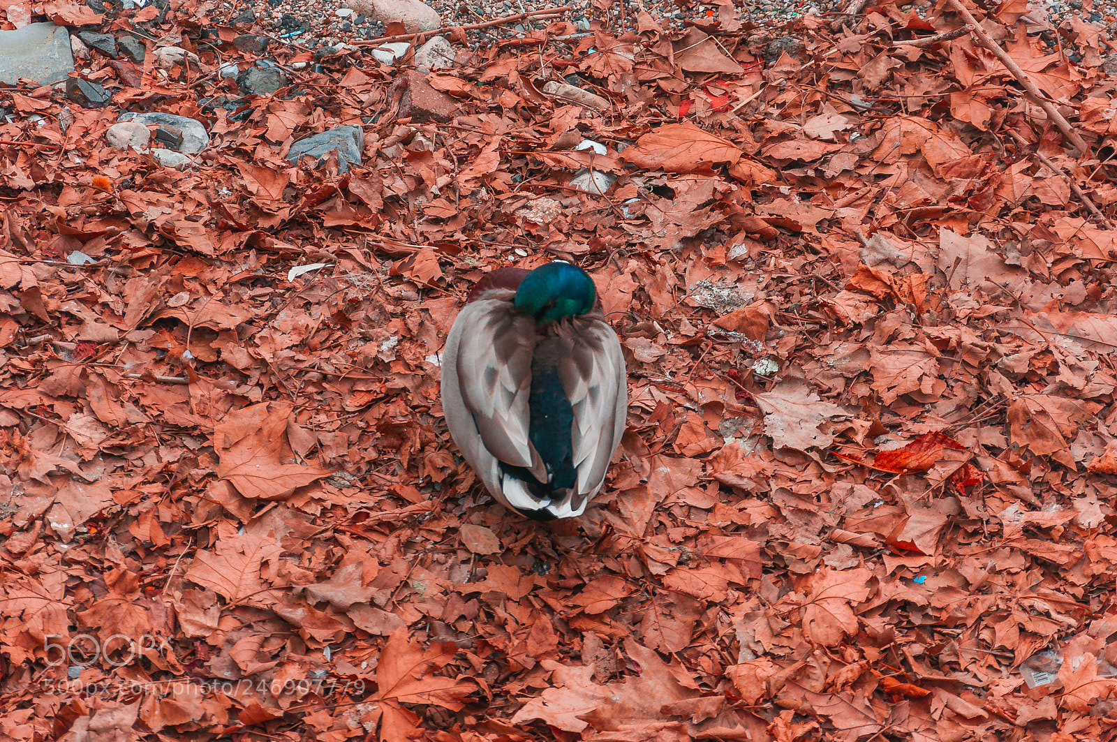Nikon D90 sample photo. Sleeping duck photography