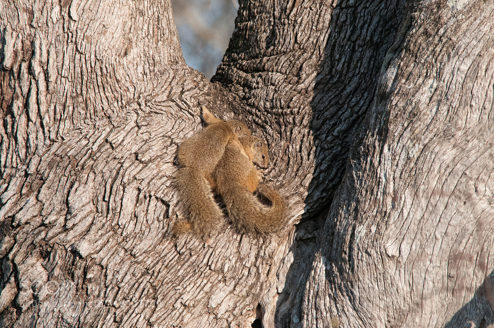 Nikon D300S sample photo. Squirrels who are sleeping photography