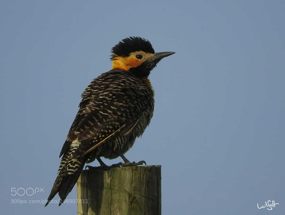 Nikon Coolpix P610 sample photo. Brazilian woodpecker photography