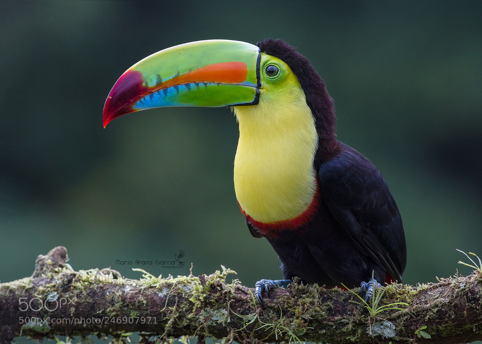 Canon EOS 7D sample photo. Keel-billed toucan photography