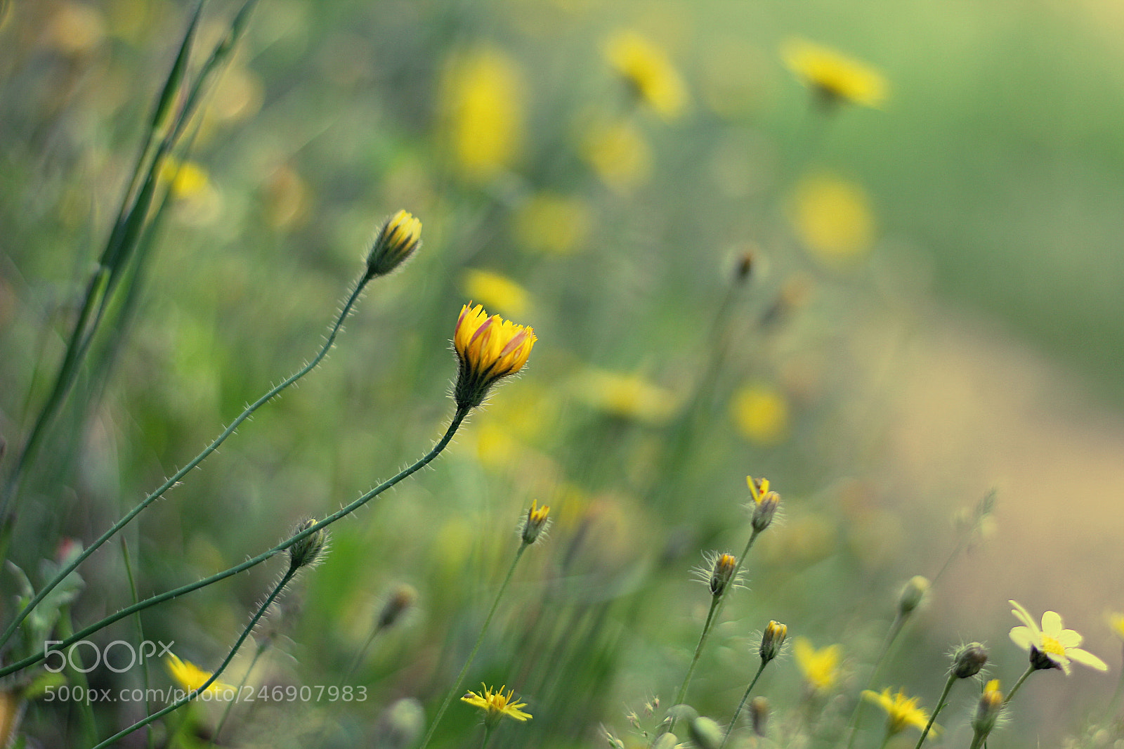 Canon EOS 60D + Canon EF 50mm F1.8 II sample photo. .... photography