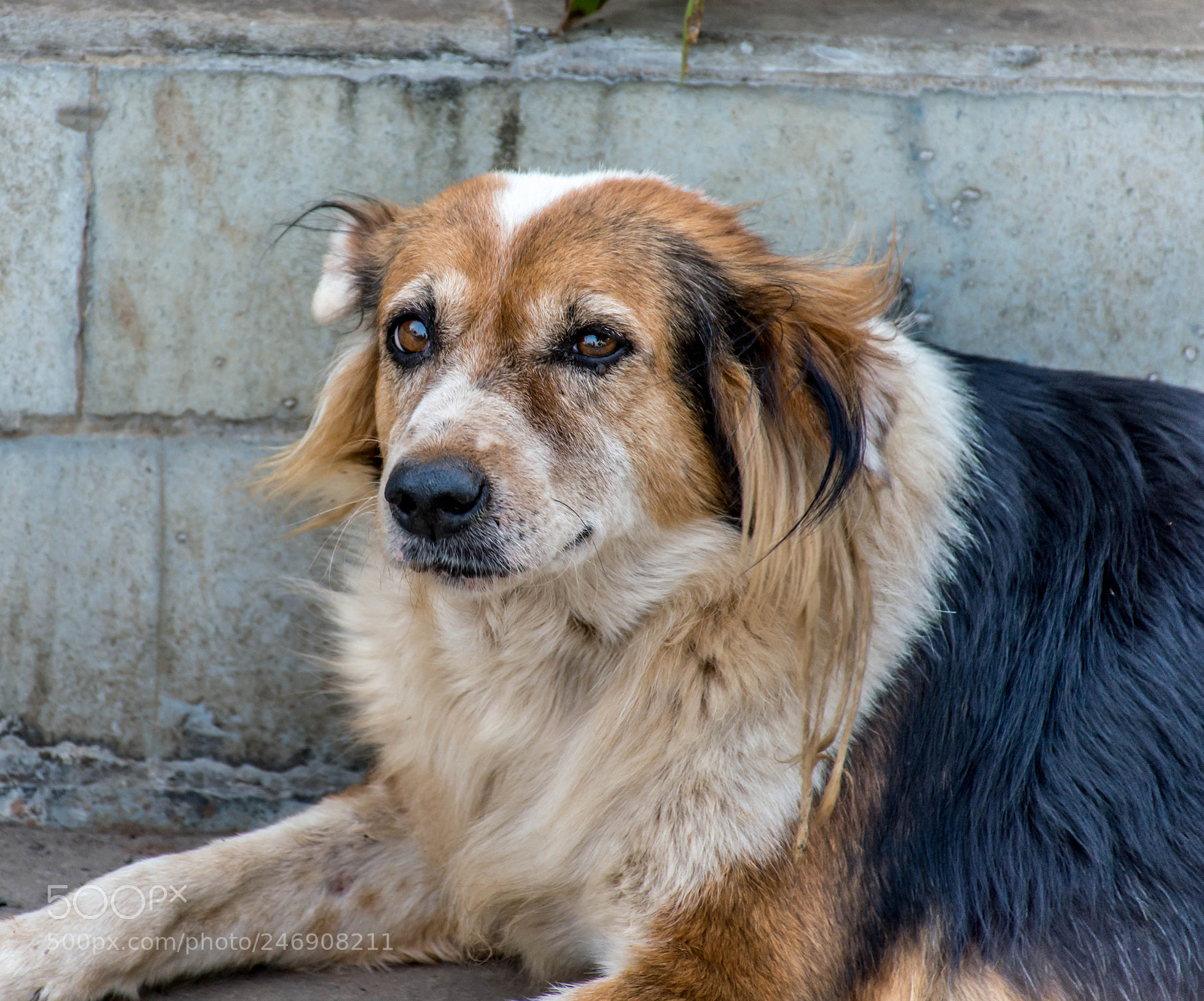 Nikon D7200 sample photo. Dog #1 photography